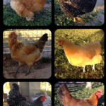Jason A Chickens CarmelCorn Alice Clucky MrsLindbird Maze BettyLou Eggs