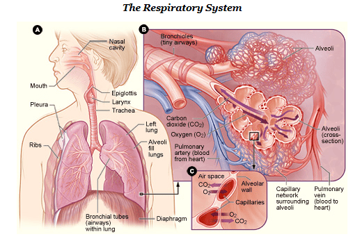 Human respiratory system NIH