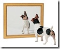 dog-mirror1